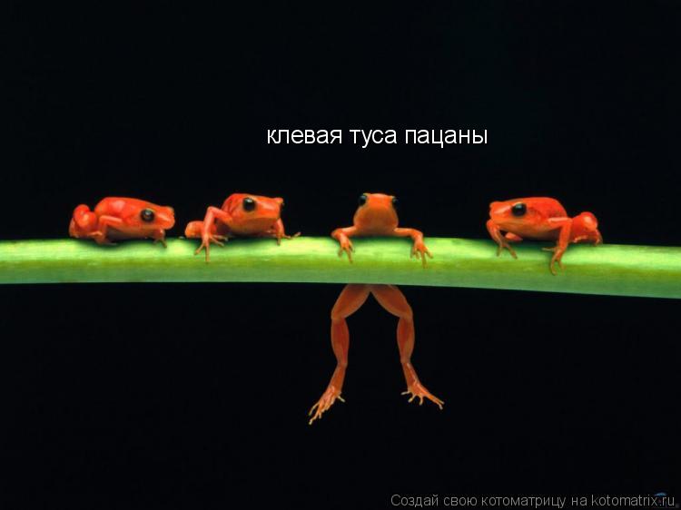 Котоматрица: клевая туса пацаны