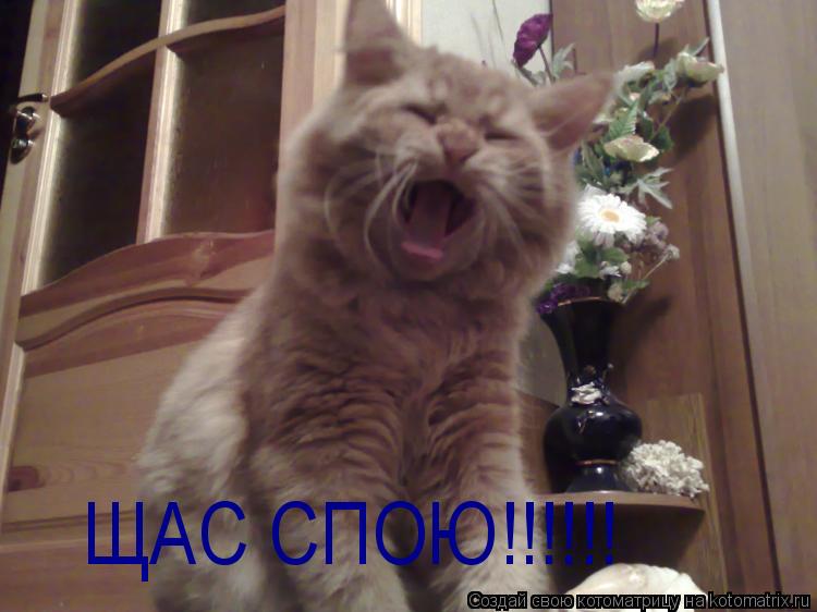 Котоматрица: ЩАС СПОЮ!!!!!!