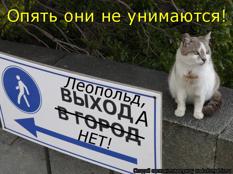 Котоматрица: _____ Леопольд, А НЕТ! Опять они не унимаются!