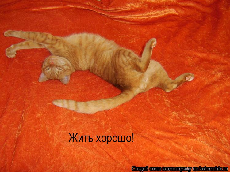 Котоматрица: Жить хорошо!