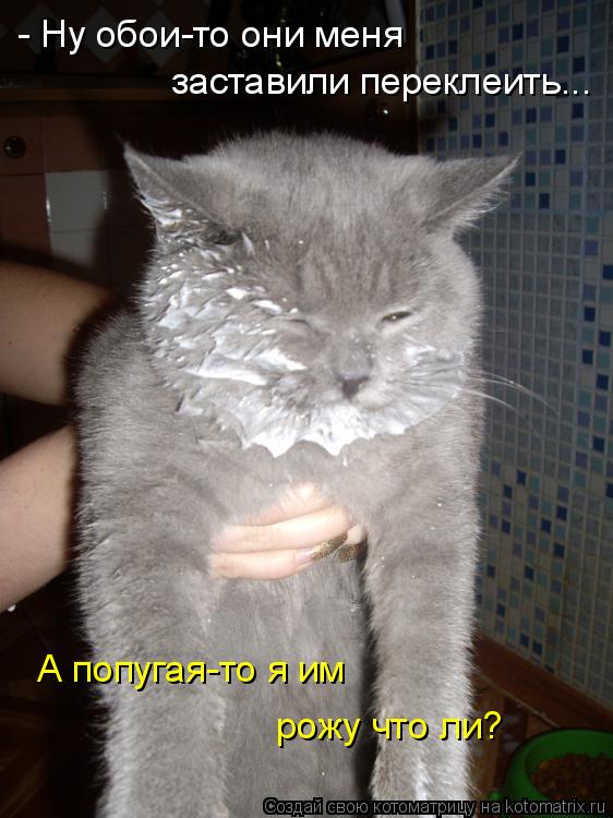 заставили переклеить... рожу что ли? А попугая-то я им - Ну обои-то они меня... Котоматрица: заставили переклеить... рожу что ли? А попугая-то я им - Ну обои-то они меня