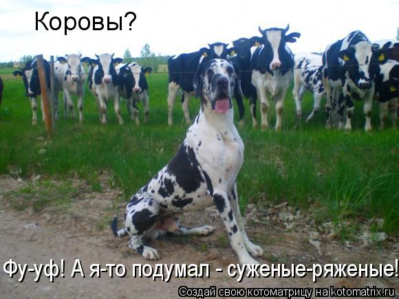 Коровы? Фу-уф! А я-то подумал - суженые-ряженые!... Котоматрица: Коровы? Фу-уф! А я-то подумал - суженые-ряженые!