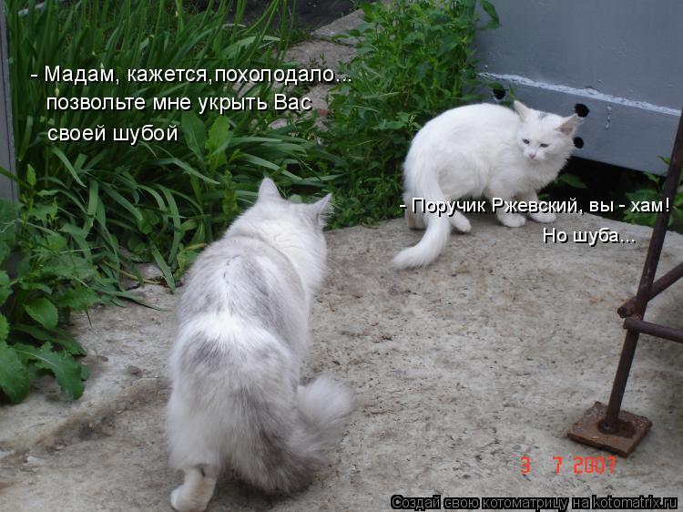 Котоматрица: - Мадам, кажется,похолодало... позвольте мне укрыть Вас  своей шубой - Поручик Ржевский, вы - хам! Но шуба...