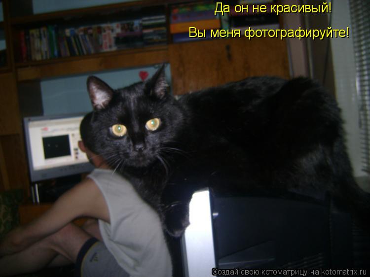 Котоматрица: Да он не красивый! Вы меня фотографируйте!