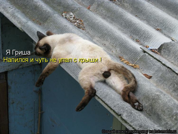 Котоматрица: Я Гриша Напился и чуть не упал с крыши !