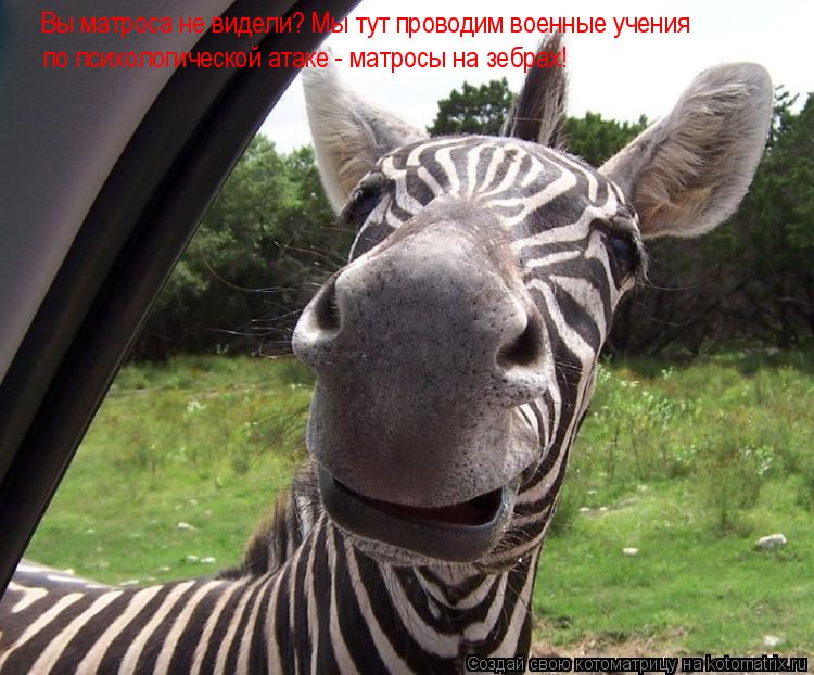 Котоматрица: Вы матроса не видели? Мы тут проводим военные учения по психологической атаке - матросы на зебрах!