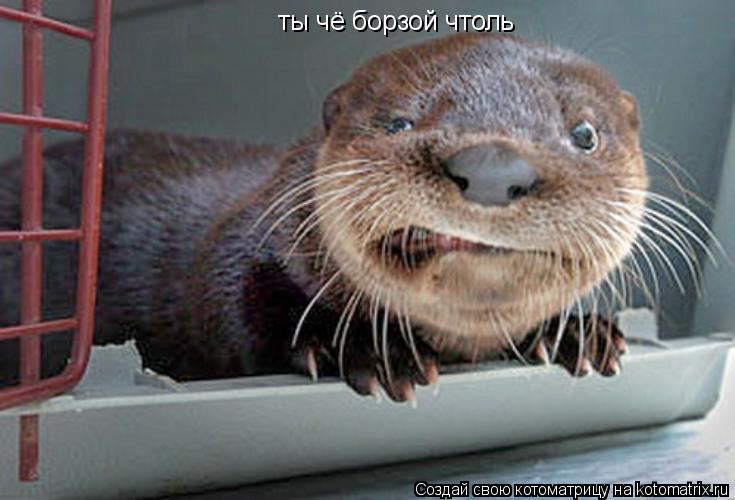 Котоматрица: ты чё борзой чтоль