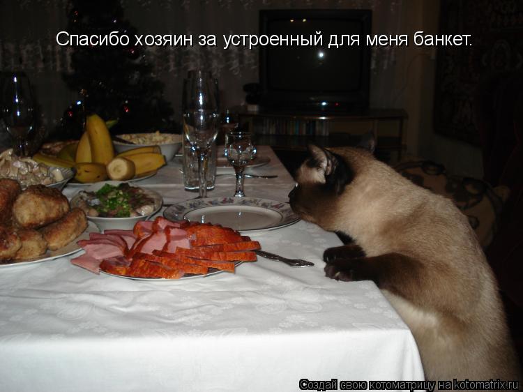 Котоматрица: Спасибо хозяин за устроенный для меня банкет.