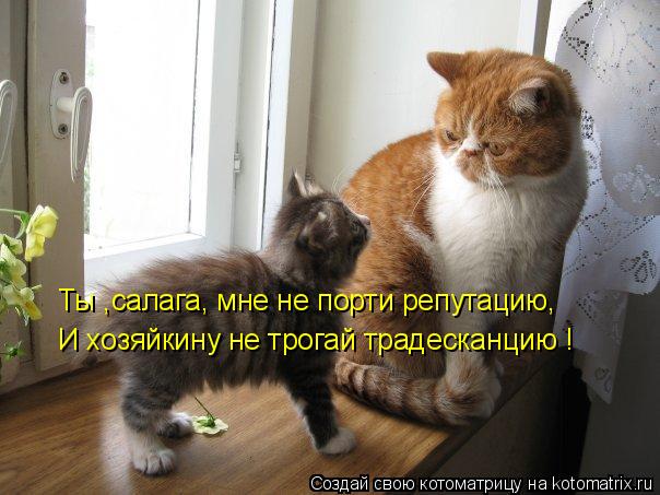 Ты ,салага, мне не порти репутацию, И хозяйкину не трогай традесканцию !... Котоматрица: Ты ,салага, мне не порти репутацию, И хозяйкину не трогай традесканцию !
