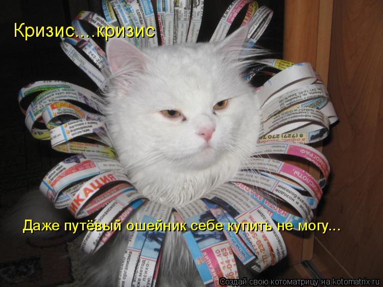 Котоматрица: Кризис....кризис Даже путёвый ошейник себе купить не могу...