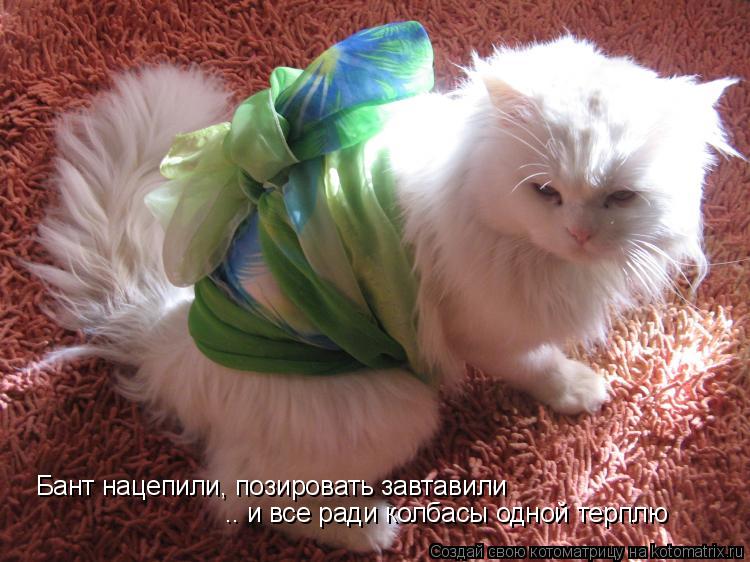 Котоматрица: Бант нацепили, позировать завтавили .. и все ради колбасы одной терплю
