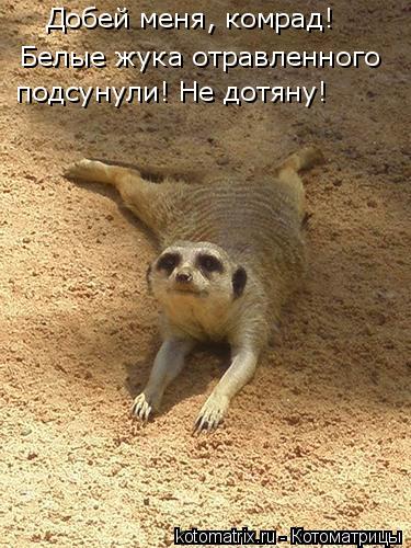 Котоматрица: Добей меня, комрад! Белые жука отравленного подсунули! Не дотяну!