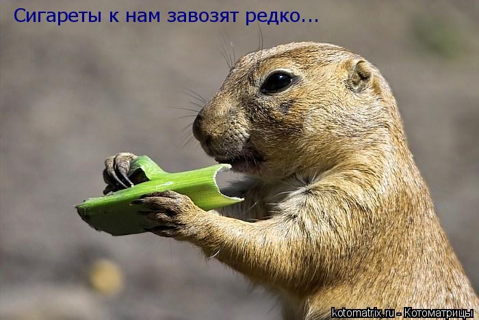 Сигареты к нам завозят редко...... Котоматрица: Сигареты к нам завозят редко...