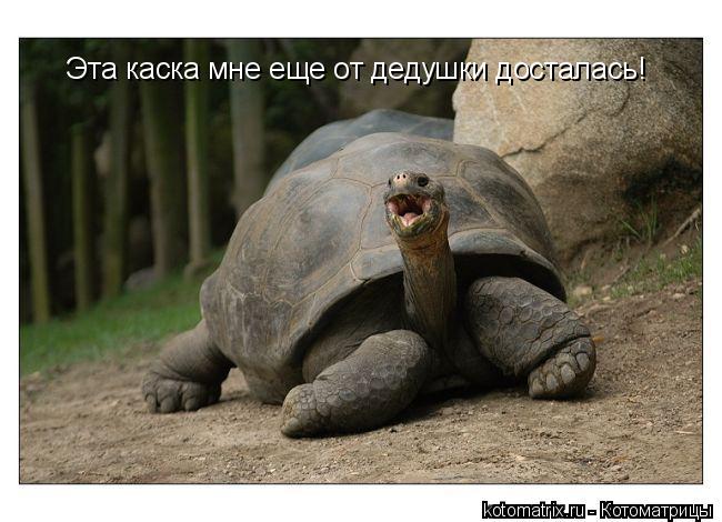 Эта каска мне еще от дедушки досталась!... Котоматрица: Эта каска мне еще от дедушки досталась!