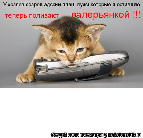 У хозяев созрел адский план, лужи которые я оставляю, валерьянкой !!! теперь поливают... Котоматрица: У хозяев созрел адский план, лужи которые я оставляю, валерьянкой !!! теперь поливают