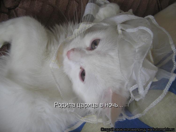 Родила царица в ночь...... Котоматрица: Родила царица в ночь...