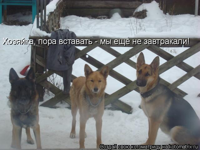 Хозяйка, пора вставать - мы ещё не завтракали!... Котоматрица: Хозяйка, пора вставать - мы ещё не завтракали!