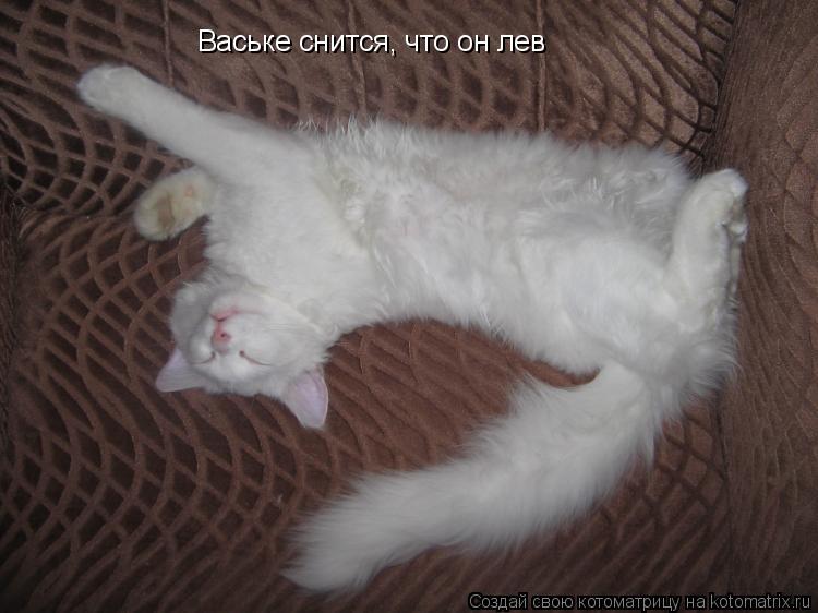 Котоматрица: Ваське снится, что он лев