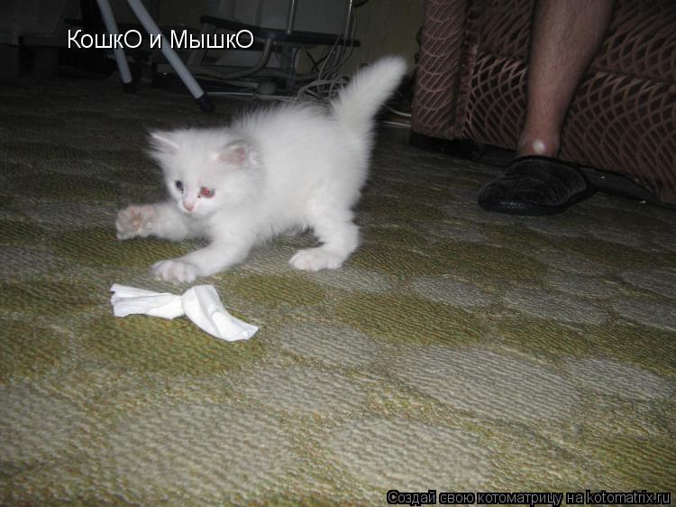 Котоматрица: КошкО и МышкО