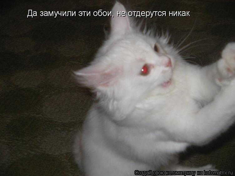 Котоматрица: Да замучили эти обои, не отдерутся никак
