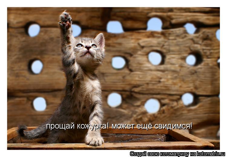 Котоматрица: прощай кожурка! может ещё свидимся!