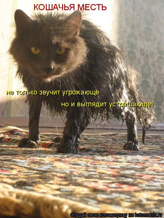 не только звучит угрожающе но и выглядит устрашающе! КОШАЧЬЯ МЕСТЬ... Котоматрица: не только звучит угрожающе но и выглядит устрашающе! КОШАЧЬЯ МЕСТЬ