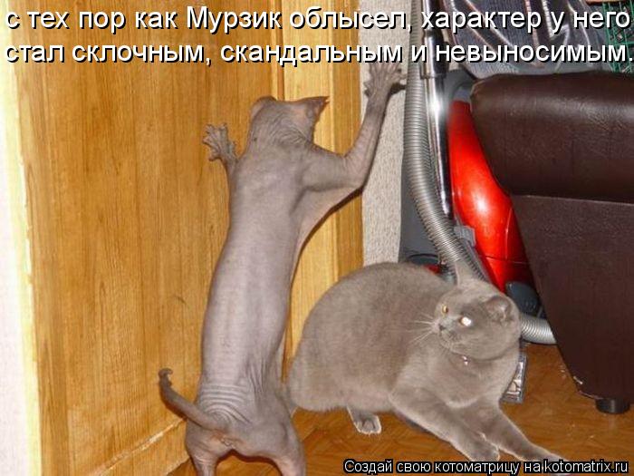 с тех пор как Мурзик облысел, характер у него стал склочным, скандальным и невыносимым.... Котоматрица: с тех пор как Мурзик облысел, характер у него стал склочным, скандальным и невыносимым.