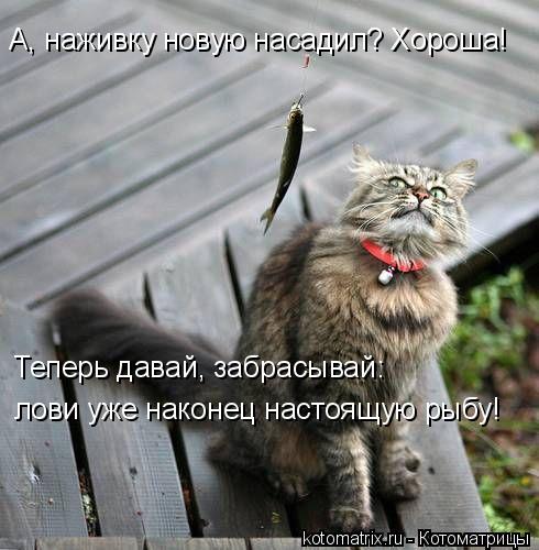 Котоматрица: А, наживку новую насадил? Хороша! Теперь давай, забрасывай: лови уже наконец настоящую рыбу!