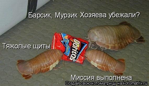 Котоматрица: Барсик, Мурзик  Миссия выполнена Тяжолые щиты Хозяева убежали?