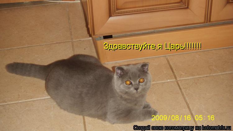 Котоматрица: Здравствуйте,я Царь!!!!!!! Здравствуйте,я Царь!!!!!!!
