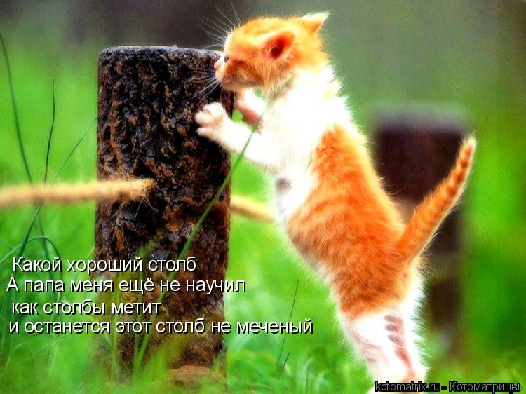 Котоматрица: Какой хороший столб А папа меня ещё не научил  как столбы метит и останется этот столб не меченый