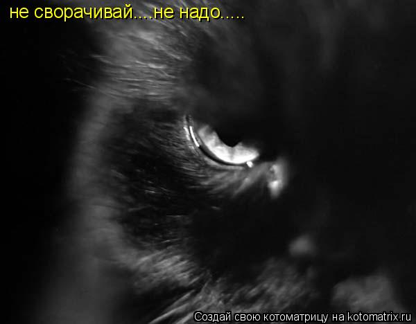Котоматрица: не сворачивай....не надо.....