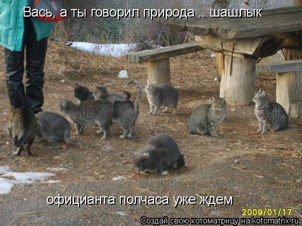 Котоматрица: Вась, а ты говорил природа .. шашлык официанта полчаса уже ждем