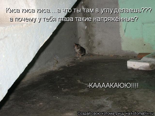 Котоматрица: Киса киса киса....а что ты там в углу делаешь??? а почему у тебя глаза такие напряжённые? а почему у тебя глаза такие напряжённые? -КААААКАЮЮ!!!!