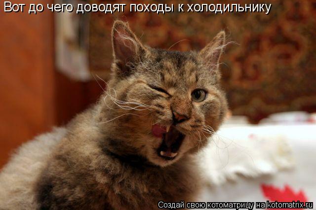 Котоматрица: Вот до чего доводят походы к холодильнику