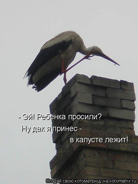 Котоматрица: - Эй! Ребенка просили? Ну дак я принес -  в капусте лежит!