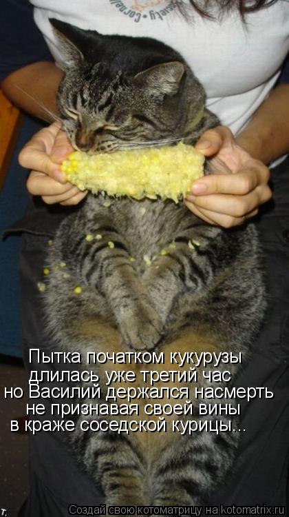Котоматрица: Пытка початком кукурузы длилась уже третий час но Василий держался насмерть не признавая своей вины в краже соседской курицы...