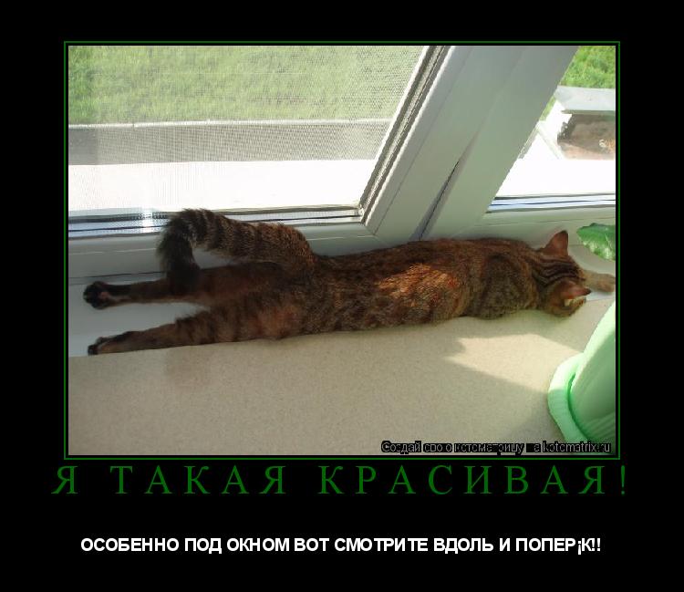 Котоматрица: Я ТАКАЯ КРАСИВАЯ! ОСОБЕННО ПОД ОКНОМ ВОТ СМОТРИТЕ ВДОЛЬ И ПОПЕРЁК!!