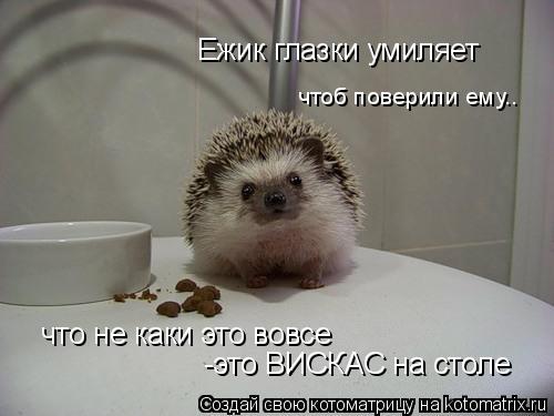 Котоматрица: Ежик глазки умиляет чтоб поверили ему.. что не каки это вовсе -это ВИСКАС на столе