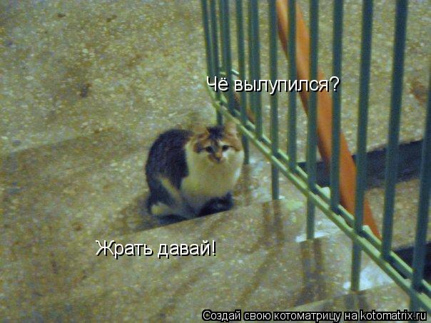 Котоматрица: Чё вылупился? Жрать давай!