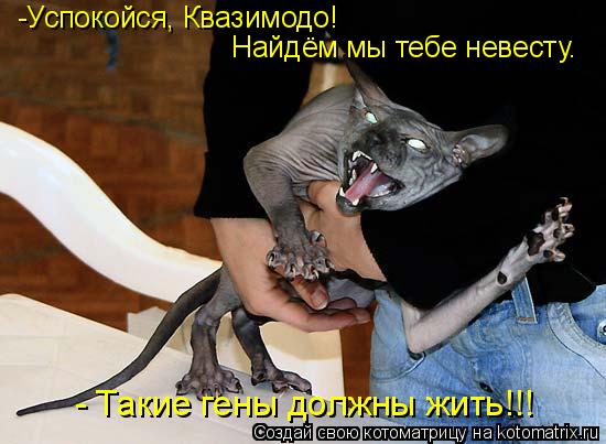 -Успокойся, Квазимодо! Найдём мы тебе невесту. - Такие гены должны жить!!!... Котоматрица: -Успокойся, Квазимодо! Найдём мы тебе невесту. - Такие гены должны жить!!!