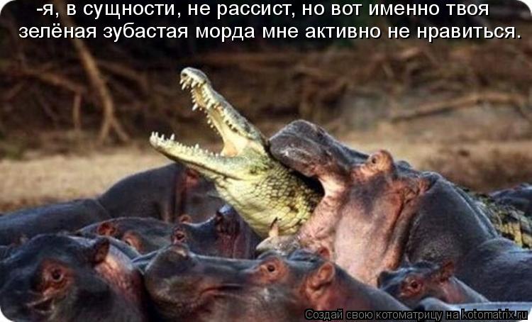 Котоматрица: -я, в сущности, не рассист, но вот именно твоя  зелёная зубастая морда мне активно не нравиться.