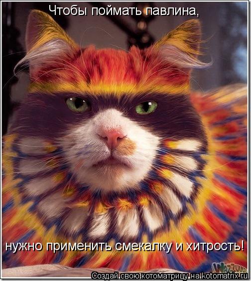 Котоматрица: Чтобы поймать павлина, нужно применить смекалку и хитрость!