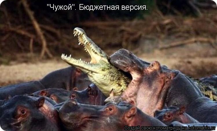 Котоматрица: "Чужой". Бюджетная версия.