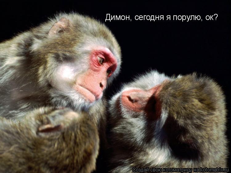 Котоматрица: Димон, сегодня я порулю, ок?