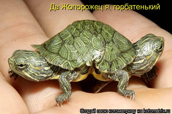 Котоматрица: Да Жопорожец я, горбатенький