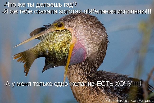 Котоматрица: -Что же ты делаешь гад? -Я же тебе сказала золотая я!Желания исполняю!!! -А у меня только одно желание-ЕСТЬ ХОЧУ!!!!!