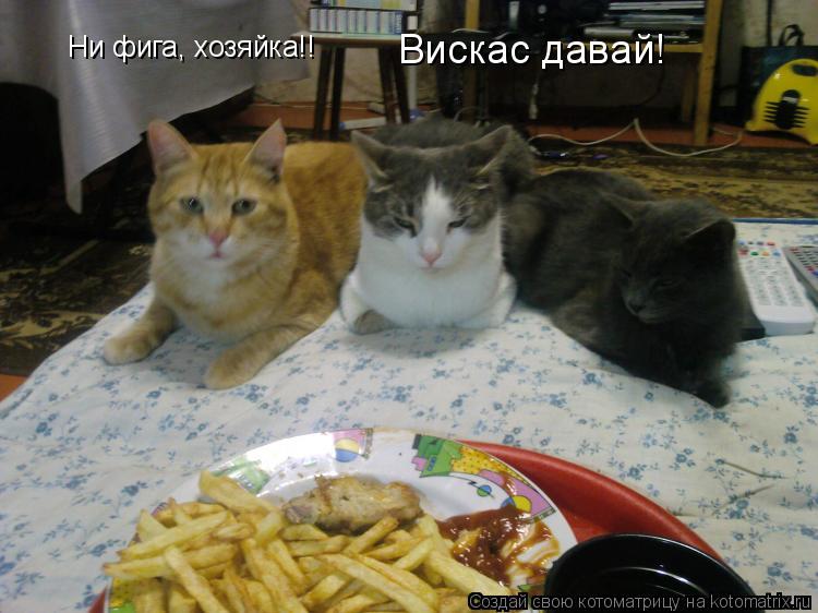 Ни фига, хозяйка!! Вискас давай!... Котоматрица: Ни фига, хозяйка!! Вискас давай!