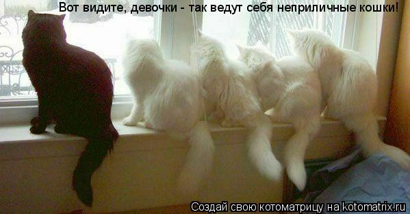 Вот видите, девочки - так ведут себя неприличные кошки!... Котоматрица: Вот видите, девочки - так ведут себя неприличные кошки!