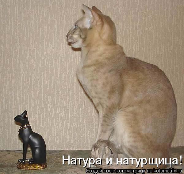 Котоматрица: Натура и натурщица!